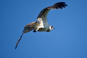 Osprey