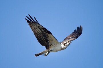Osprey