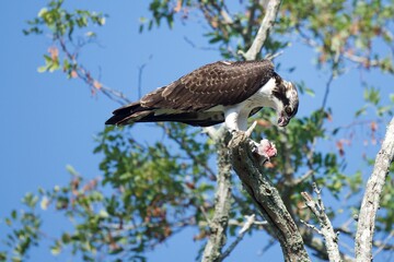 Osprey