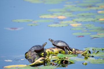 Two turtles sitting on a log in a pond 