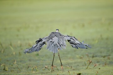 Great Blue Heron on pond