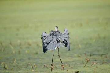 Great Blue Heron on pond