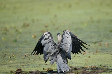 Great Blue Heron on pond