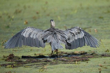 Great Blue Heron on pond