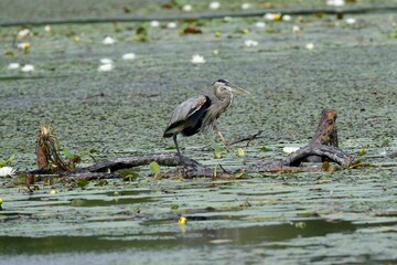 Great Blue Heron on pond