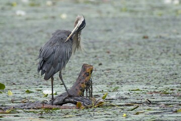 Great Blue Heron