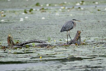Great Blue Heron on pond