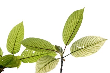  Kratom leaves with branches on white isolated background with copy space 