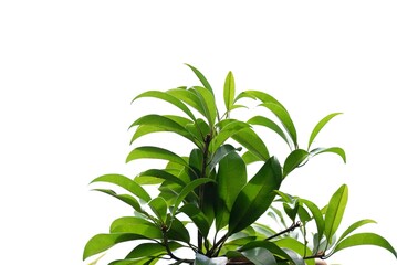 A Tropical plant with leaves branches on white isolated background for green foliage backdrop 