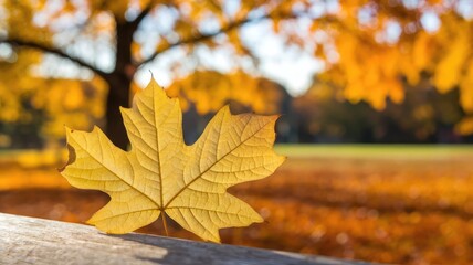 A close-up photo of a bright yellow autumn leaf with intricate veins. The leaf is placed on a wooden surface. In the background, there's a blurred bokeh background with an orange tree and its leaves. 