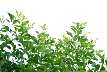 A Tropical plant with leaves branches on white isolated background for green foliage backdrop 