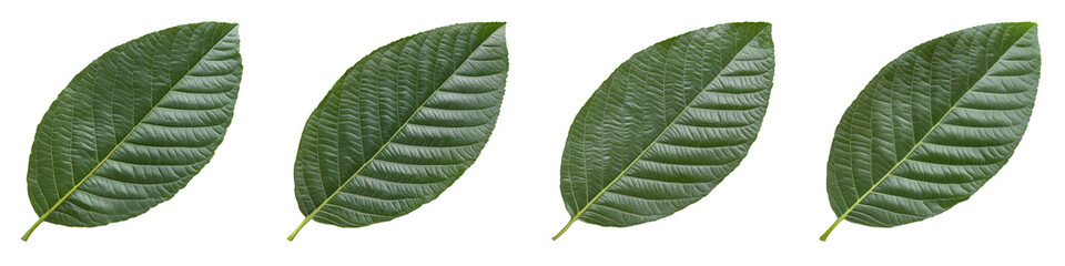 Fototapeta premium collection Set A large green guava leaf isolated on a transparent background cutout, PNG file