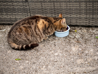 A cat is eating from a blue color bowl on the ground. The cat is laying down and he is relaxed. Act...