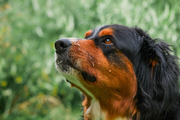 Obraz premium Portrait of huge Bernese breed dog with dark fur and brown and white spots. Green grass background out of focus. Strong pet. Adorable family member.