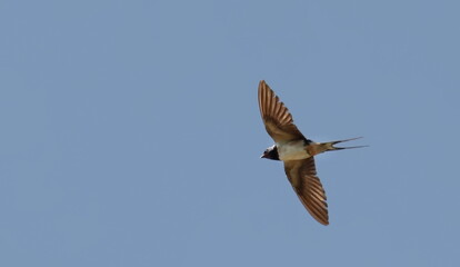 Barn swallow in flight (Hirundo rustica) birds of Montenegro