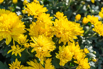Fototapeta premium Fresh bright blooming yellow chrysanthemums flowers in autumn garden outside in sunny day