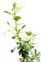tree in pot on white background,bonsai tree with twisted branches and vibrant green leaves isolated on a white background