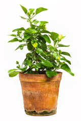 tree in pot on white background,bonsai tree with twisted branches and vibrant green leaves isolated on a white background