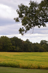 Obraz premium trees in the field