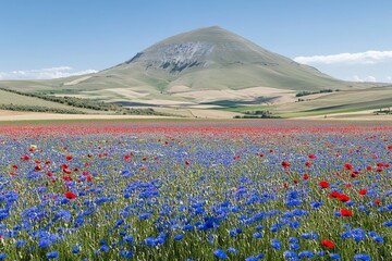An image of flowers blooming at Piano Grande di Castelluccio di Norcia plateau in the Sibillini mountain range, in Umbria, Italy.