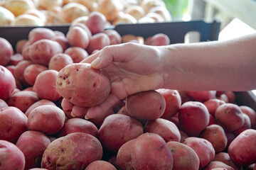 Woman picks out potatoes at farm store.