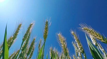 Green wheat ears under a clear blue sky. 4k illustration