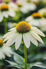 Echinacea Flowers in a Summer Garden