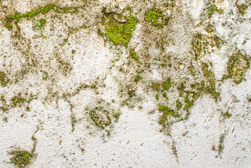 Detailed close-up of moss and lichen thriving on a weathered wall, floor, and rock, revealing...