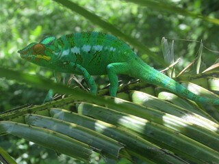 Evergreen Chameleon