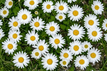 A flower market (bloemenmarkt) in Amsterdam, North Holland, The Netherlands