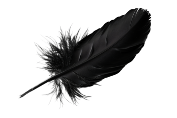 Transparent Black Feather: A Study in Opacity and Texture