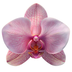 Fototapeta na wymiar Beautiful pink phalaenopsis orchid flower isolated on white background