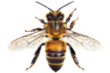 Transparent Bee Anatomy: A Detailed Look at the Structure and Function of a Honey Bee