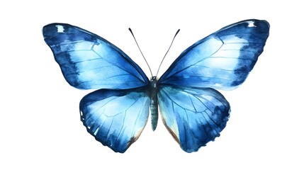 Watercolor Blue Butterfly
