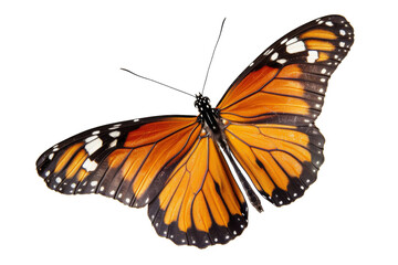 Naklejka premium Transparent Monarch Butterfly Wings: A Study of Natural Beauty and Structure