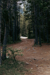 view of a curved dirt road in the middle of a dark pine tree forest in summer with light at the end 