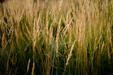 Beautiful view of the yellow tall grass, close-up