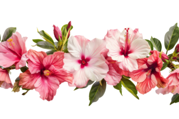Transparent Hibiscus Flowers and Buds Border - Floral Design Element for Tropical Themes