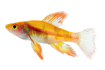 Fototapeta premium Transparent Yellow Fish with Red and White Fins, Isolated on Black Background