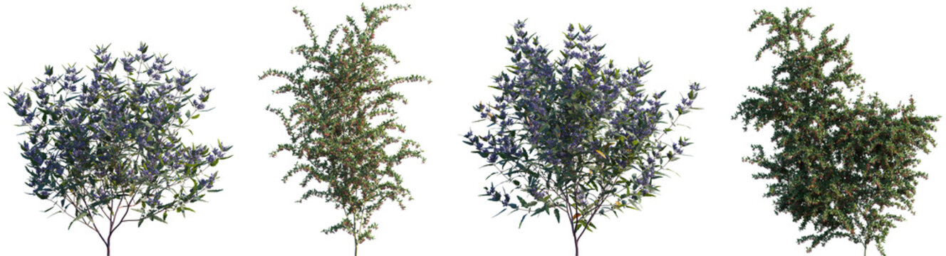 Set of Caryopteris x clandonensis and Pyracantha coccinea frontal isolated png on a transparent background perfectly cutout
