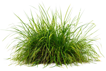 Transparent Green Grass Bush for 3D Models and Game Environments