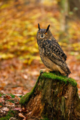 Owl in autumn. Eagle owl, Bubo bubo, perched on mossy rotten stump in colorful autumn forest. Beautiful large owl with orange eyes. Bird of prey in natural habitat. Wildlife nature. Mixed forest.