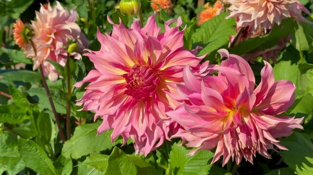Flowering Dahlias (Dahlia), variety Creme de Cognac in the Dahlia Farm in L&ouml;derup, Ystad municipality, Sk&aring;ne County, Sweden, Scandinavia, Europe