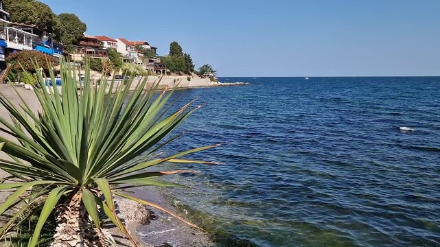 Nessebar coastal scene with clear sky, blue sea waters, and a Yucca plant in the foreground. Traditional historic buildings on top of the hills of the Black Sea coast in Bulgaria