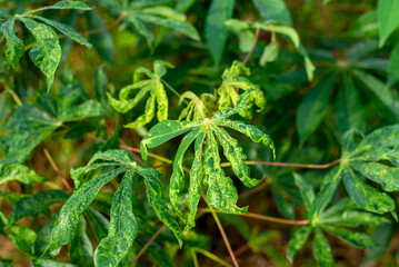Cassava Mosaic Disease in the fields of  farmer's in Thailand