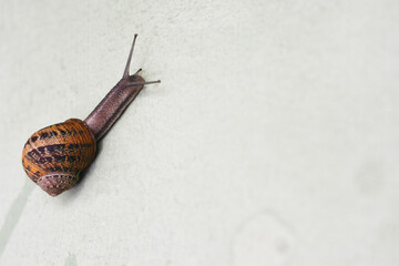 Garden snail slowly crawling on the wall.
