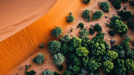 Aerial View of Lush Green Forest Surrounded by Rugged Orange Dunes