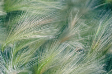 Colorful background with ears of grass