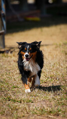 Cachorro pastor australiano boiadeiro correndo em um gramado com as orelhas balançando