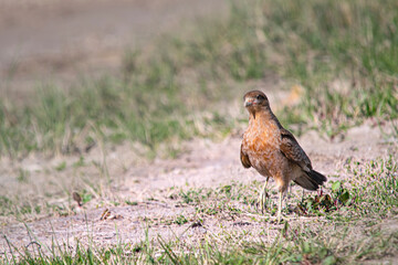 Chimango caracara perched on the ground